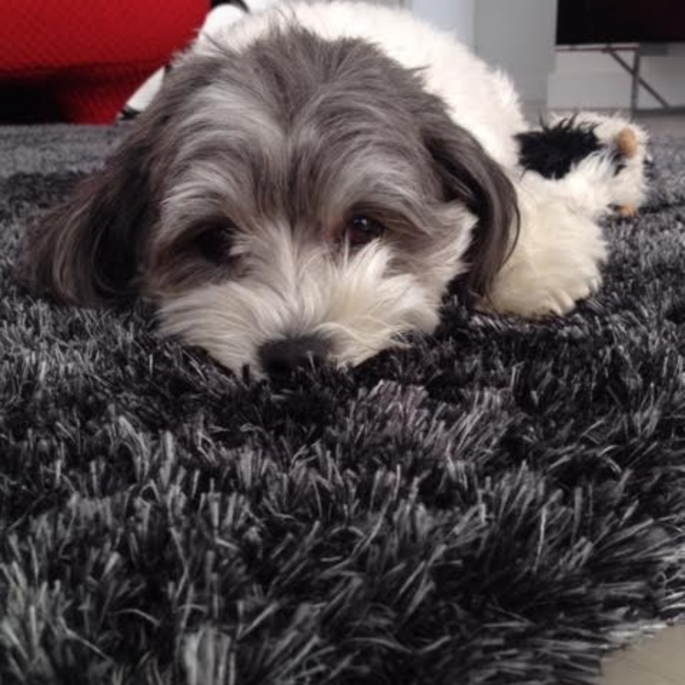 Meet your Posher, Lindsay